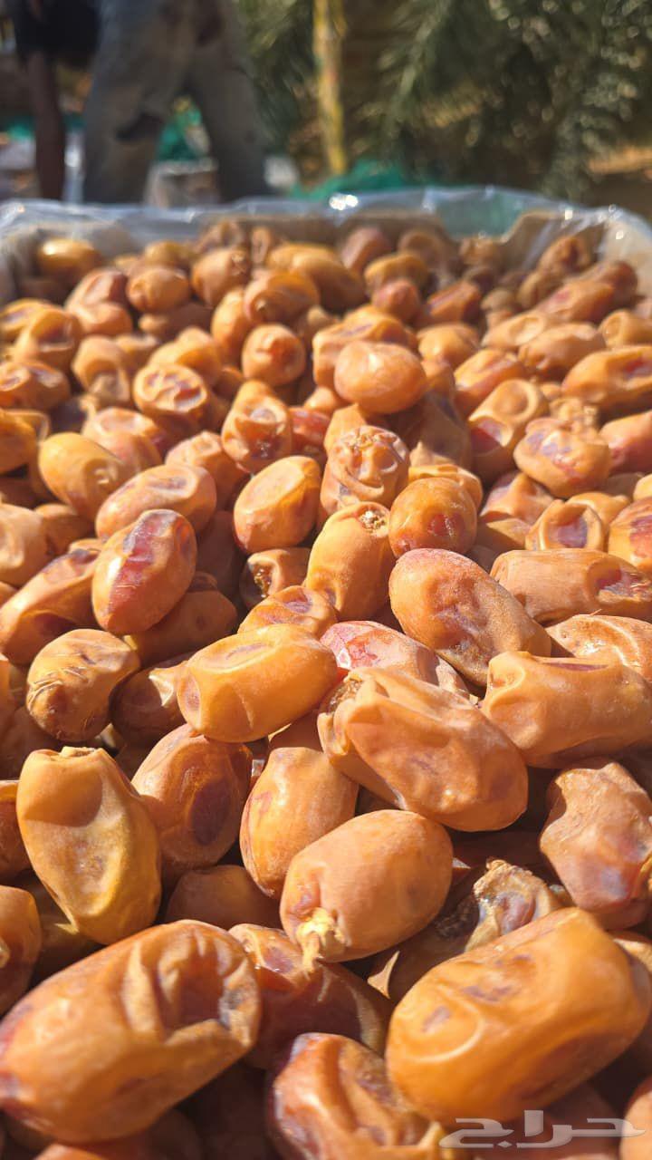 اخلاص اشقر حبه طيبه الموقع حمادة الغاط الكميه تقريبا 20 طن64546985347331113