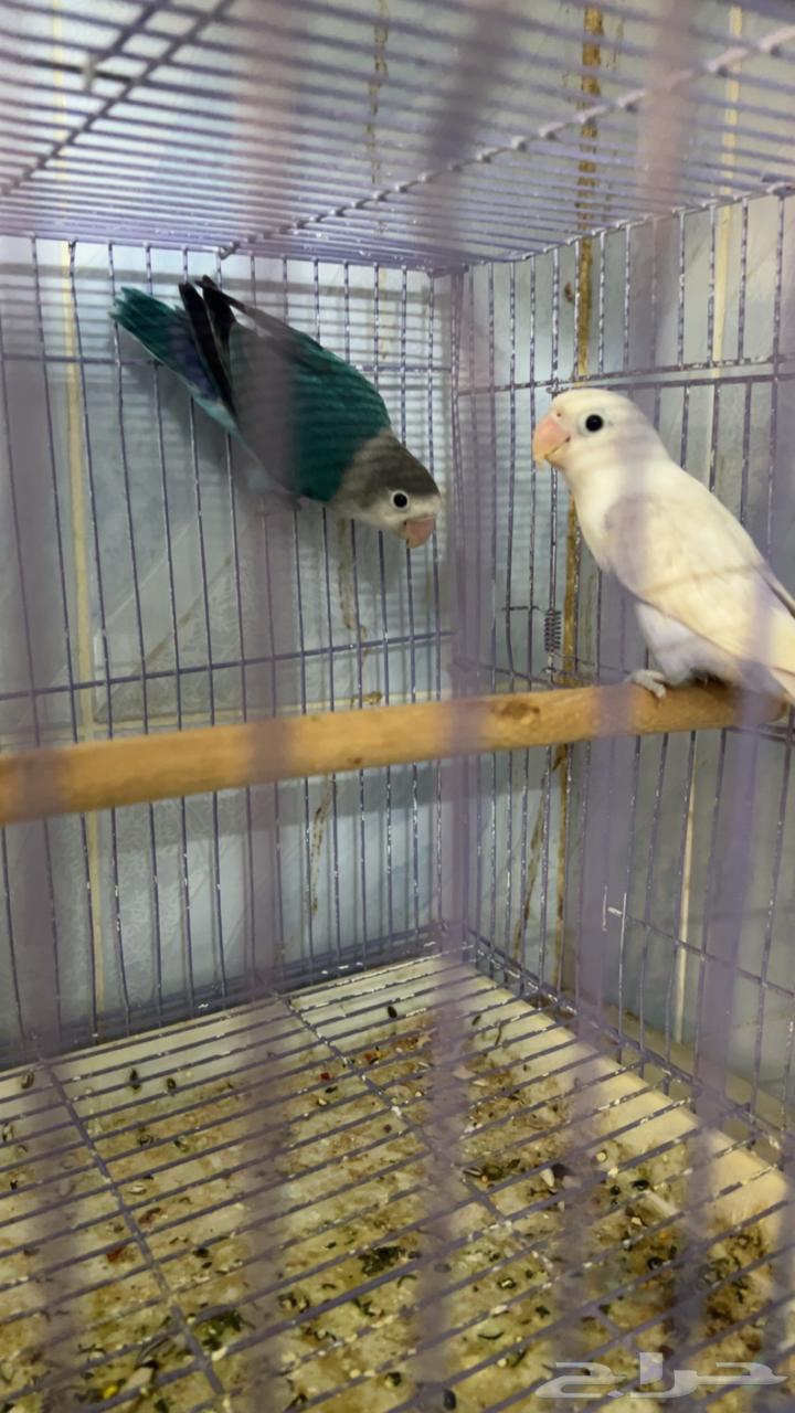 Fisher64550362661891111