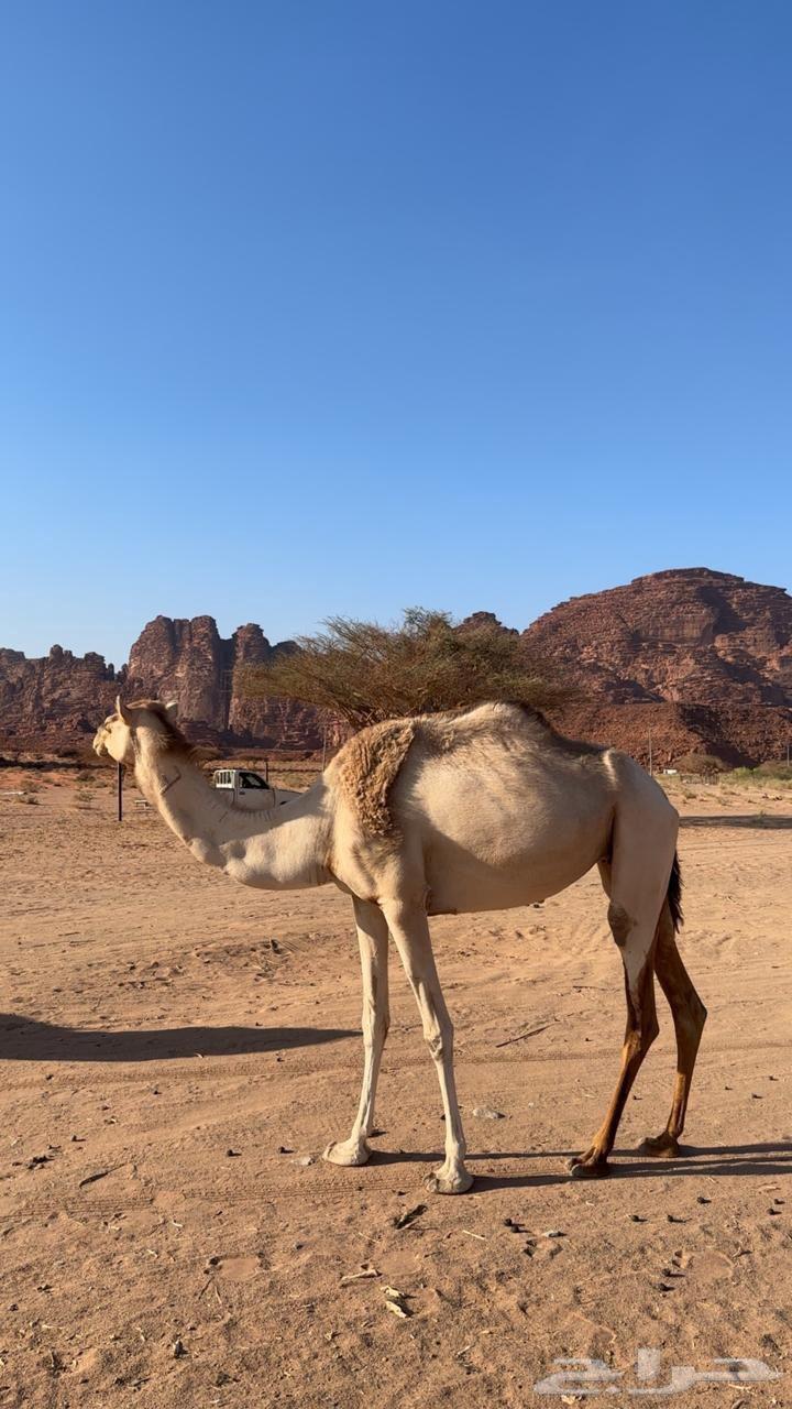 نياق مهجنات للبيع الصامل يتواصل ولانقبل معاريض64549457954817111