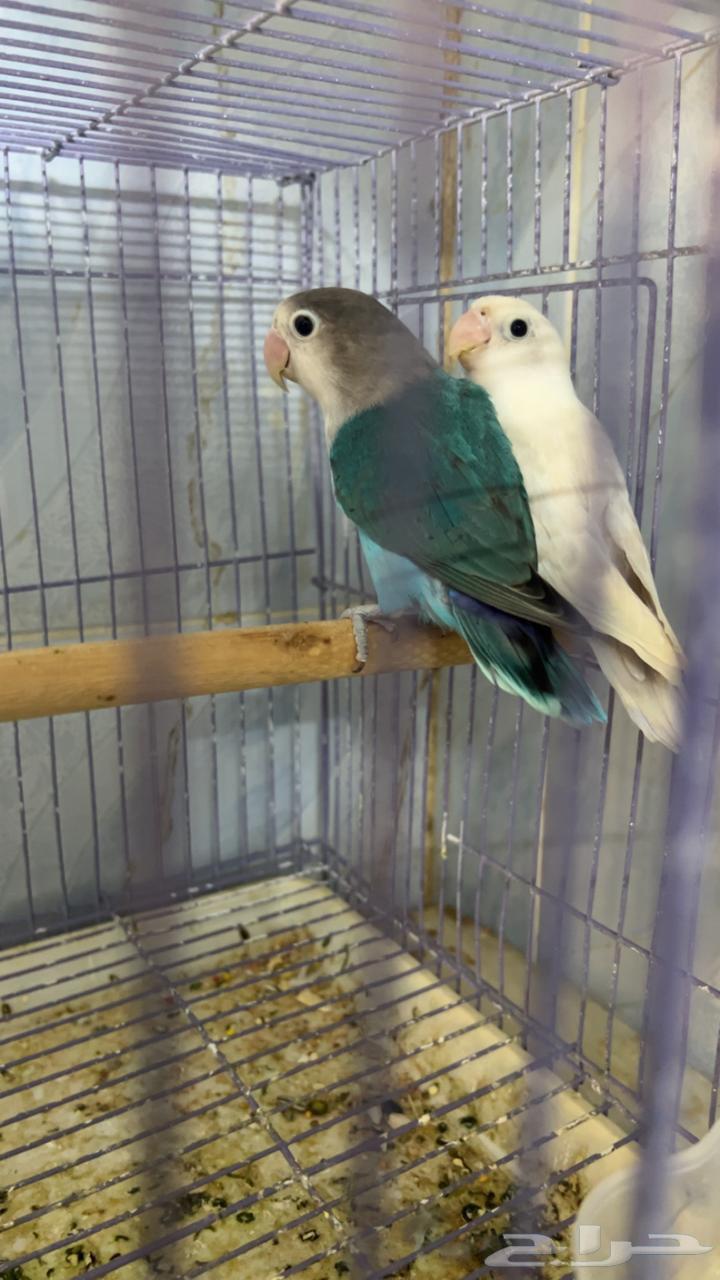 Fisher64550362661891110