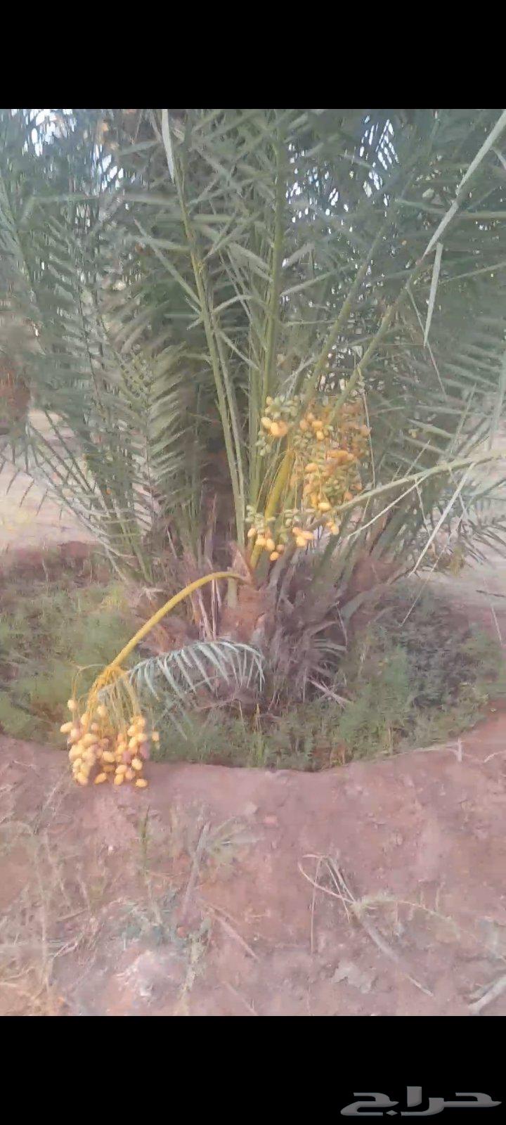 فسايل للبيع ب عيون الجواء وضواحيها64546206612225111