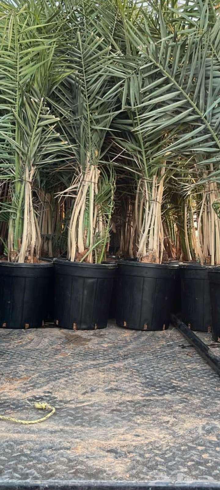 Fruit-bearing palm trees for sale, delivery available to all areas. Premium quality dates64546393322625114