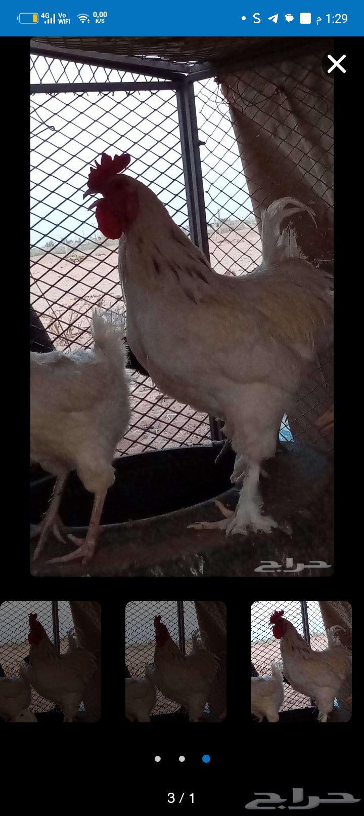 ديك للبيع ابراهما64547401712898111
