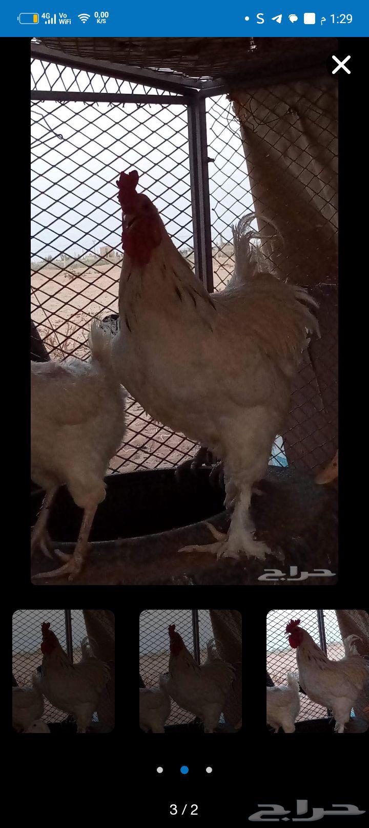 ديك للبيع ابراهما64547401712898110