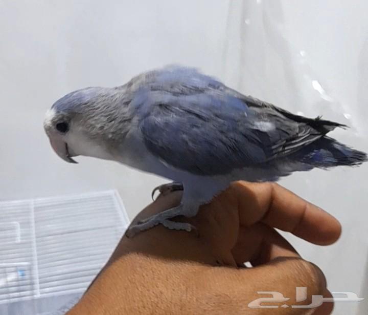 2 days of breeding64548168524674112