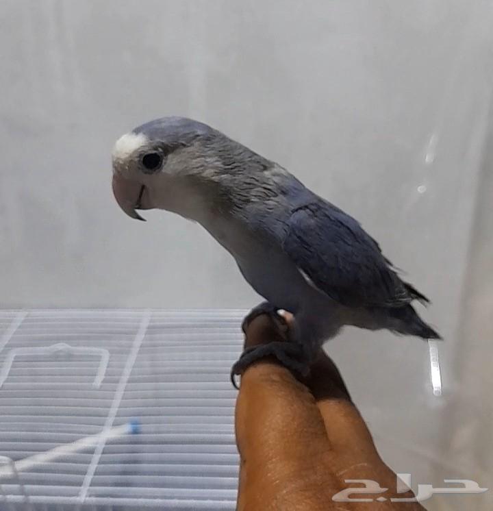 2 days of breeding64548168524674111