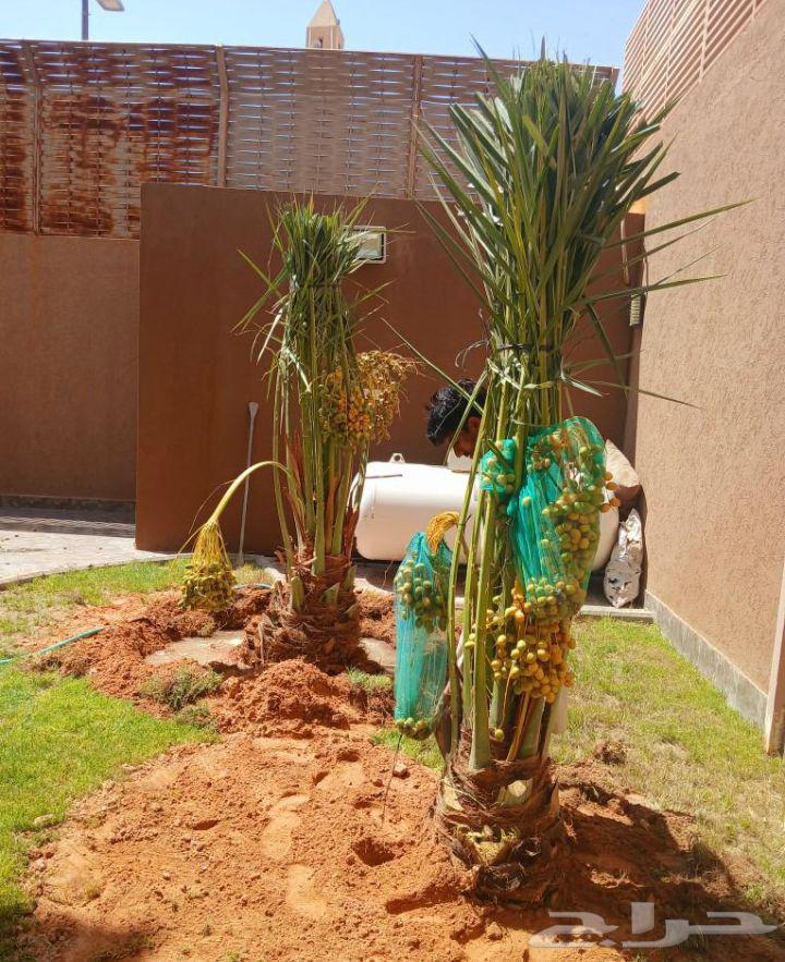 Fruit-bearing palm trees, Naqail, Juthayth, Ekhlas, Skiri, Barhi, Saqee, Shishi, Hilali, Majdool64549261418626110