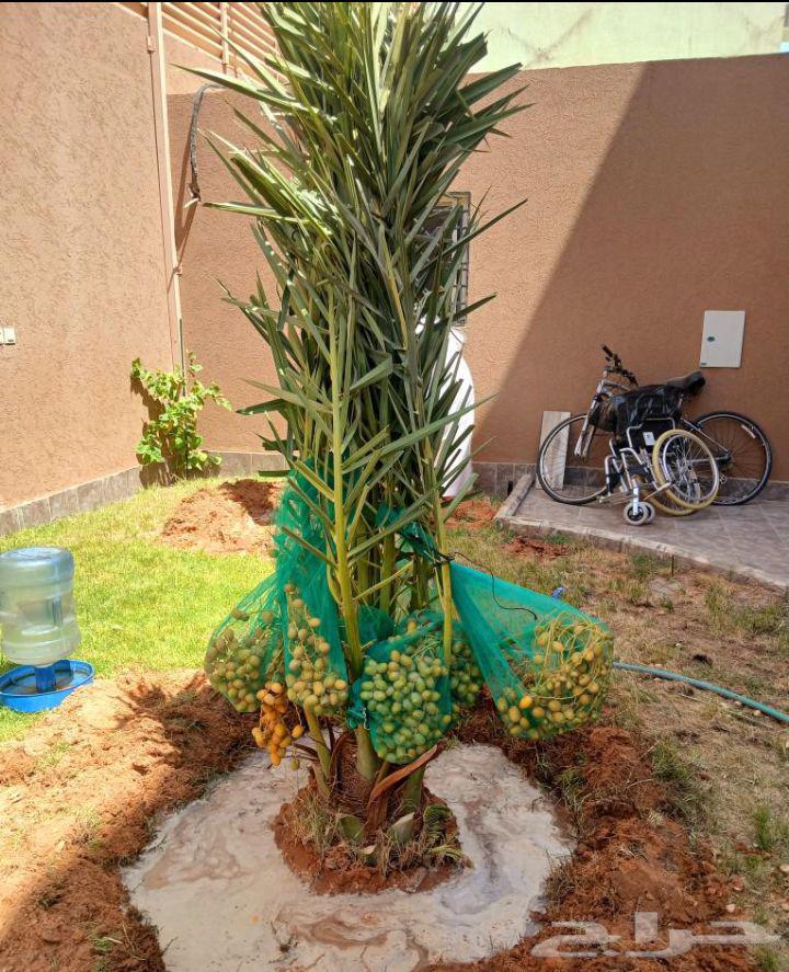 Fruit-bearing palm trees, Naqail, Juthayth, Ekhlas, Skiri, Barhi, Saqee, Shishi, Hilali, Majdool64549261418626111