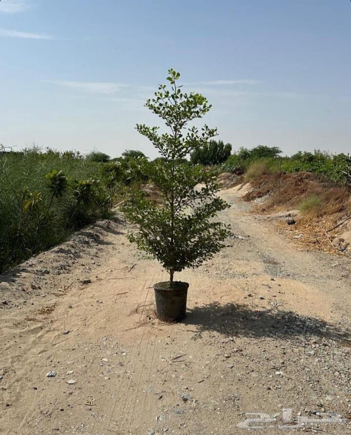 Landscaping, installation of irrigation networks and artificial grass, and palm tree treatment64250482640387114