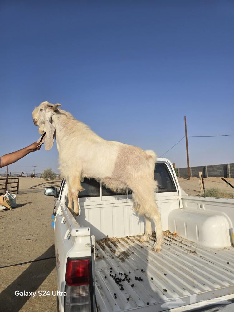 تيس هولندي فحل للبيع ببيشة64546190688769110