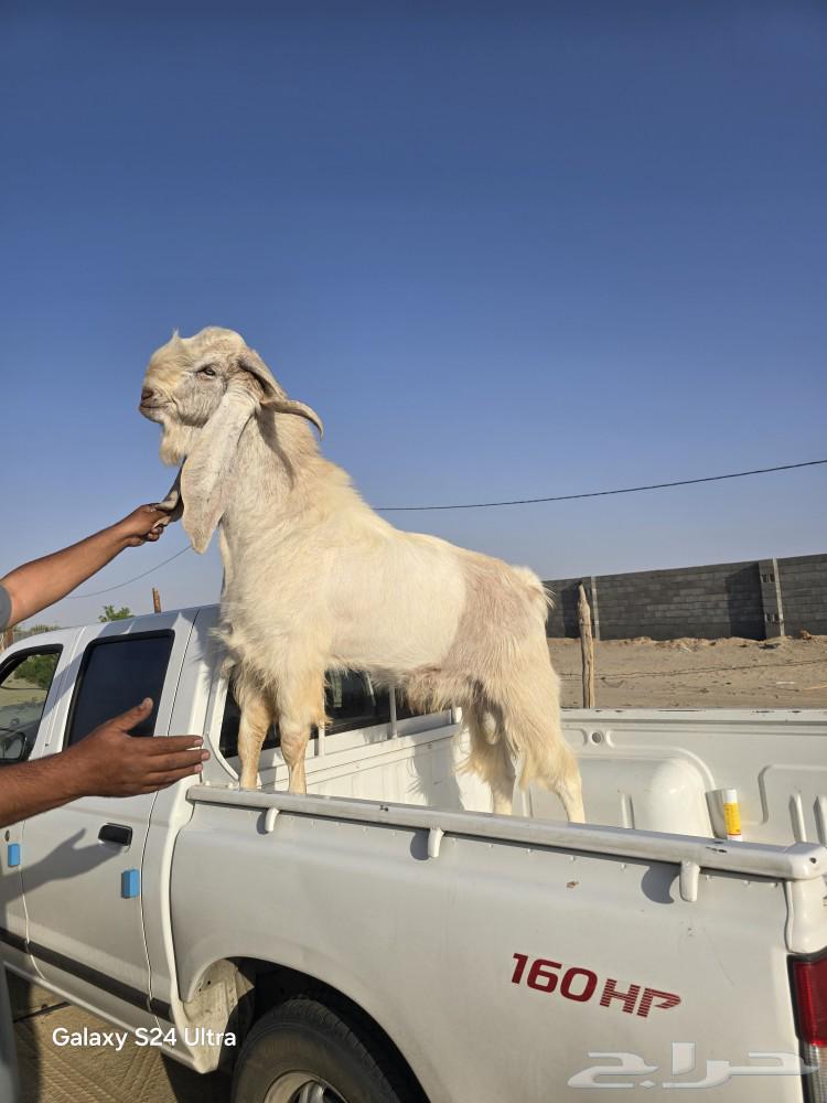 تيس هولندي فحل للبيع ببيشة64546190688769111