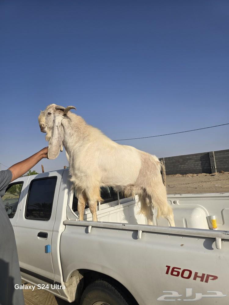 تيس هولندي فحل للبيع ببيشة64546190688769112