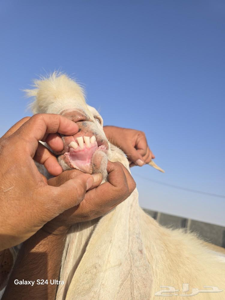 تيس هولندي فحل للبيع ببيشة64546190688769114