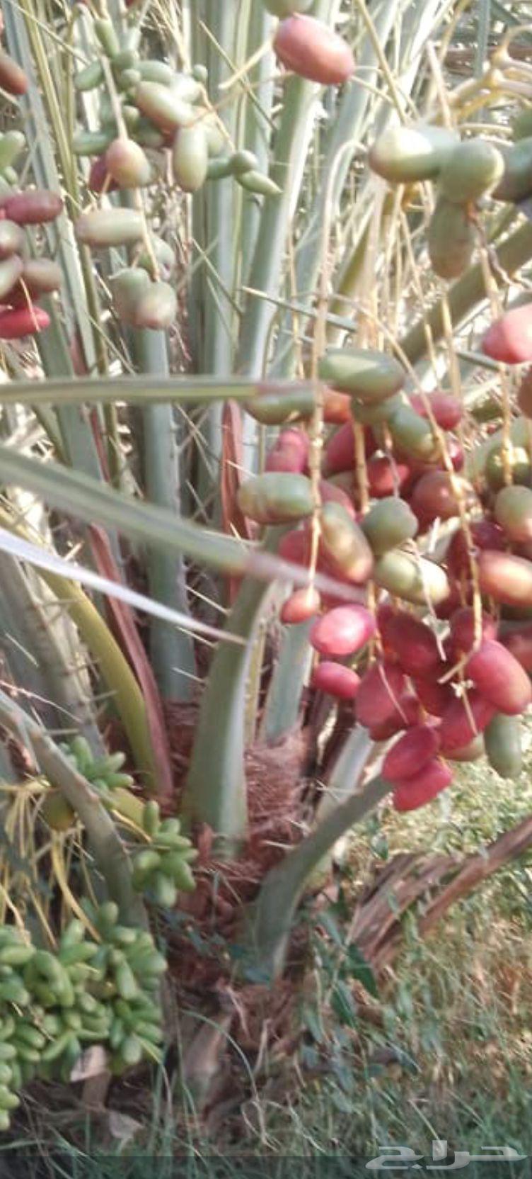 Fruit-bearing palm trees for sale, delivery available to all areas. Premium quality dates64546393322625111