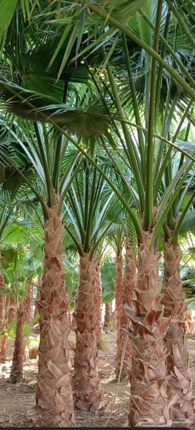 Fruit-bearing palm trees for sale, delivery available to all areas. Premium quality dates64546393322625113