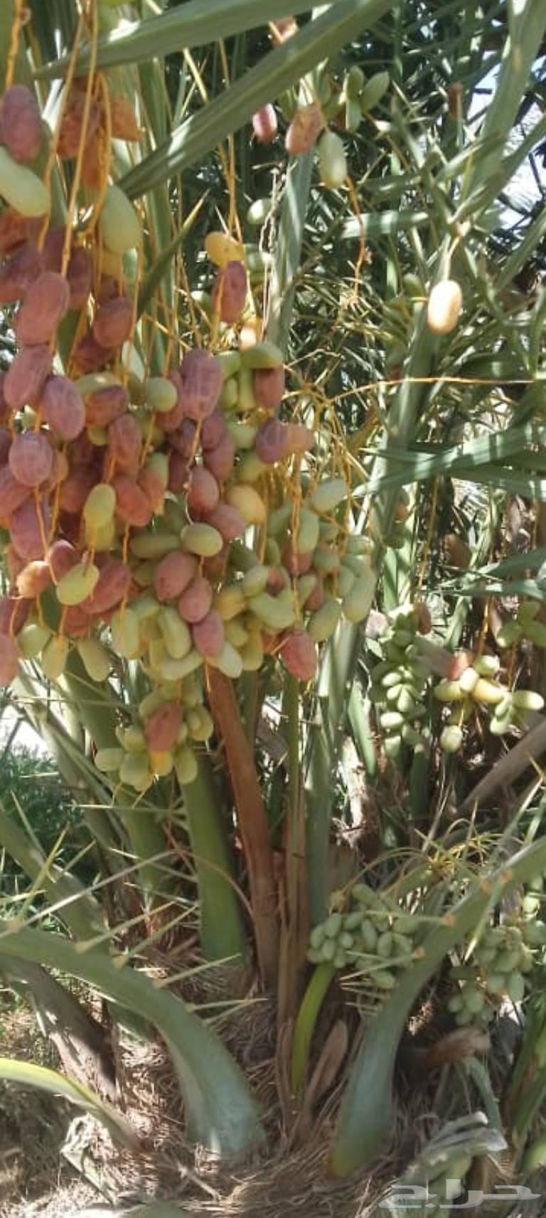Fruit-bearing palm trees for sale, delivery available to all areas. Premium quality dates64546393322625112