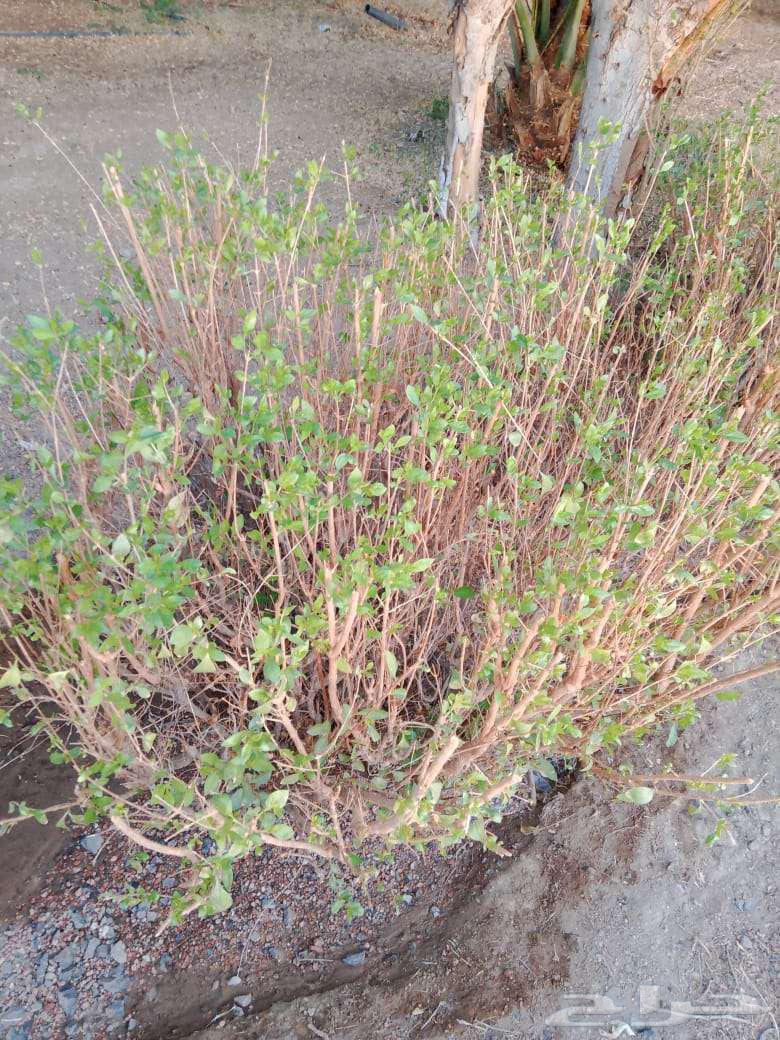 الحناء للبيع اصلي 10064524808864769113