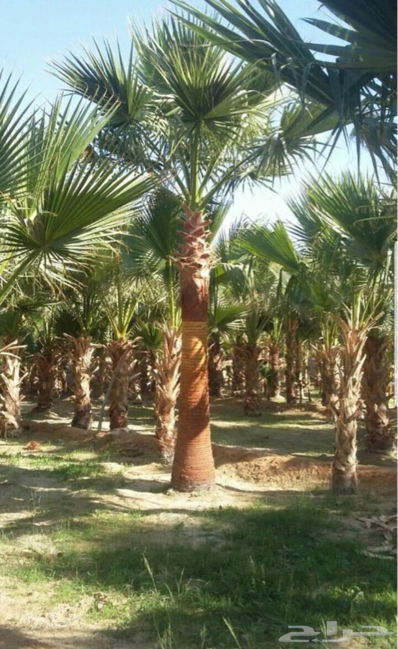 نخل واشنطن64552177705218111