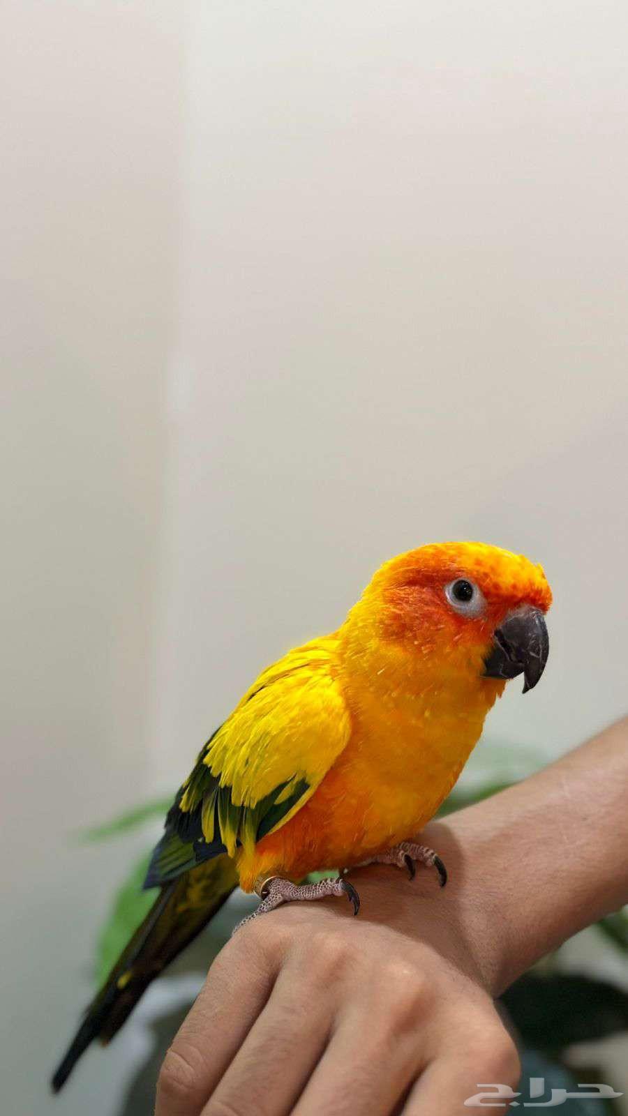 صن كنيور مفقود اليوم تاريخ20 سبتمبر حي النرجس64552105664514113