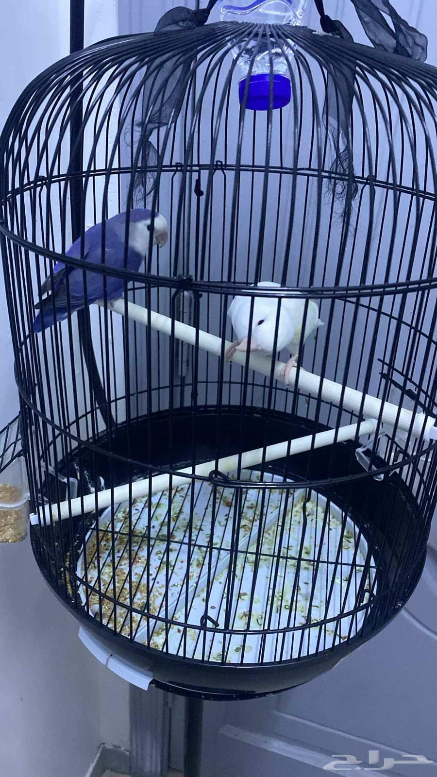 طيور للبيع64545884639489110