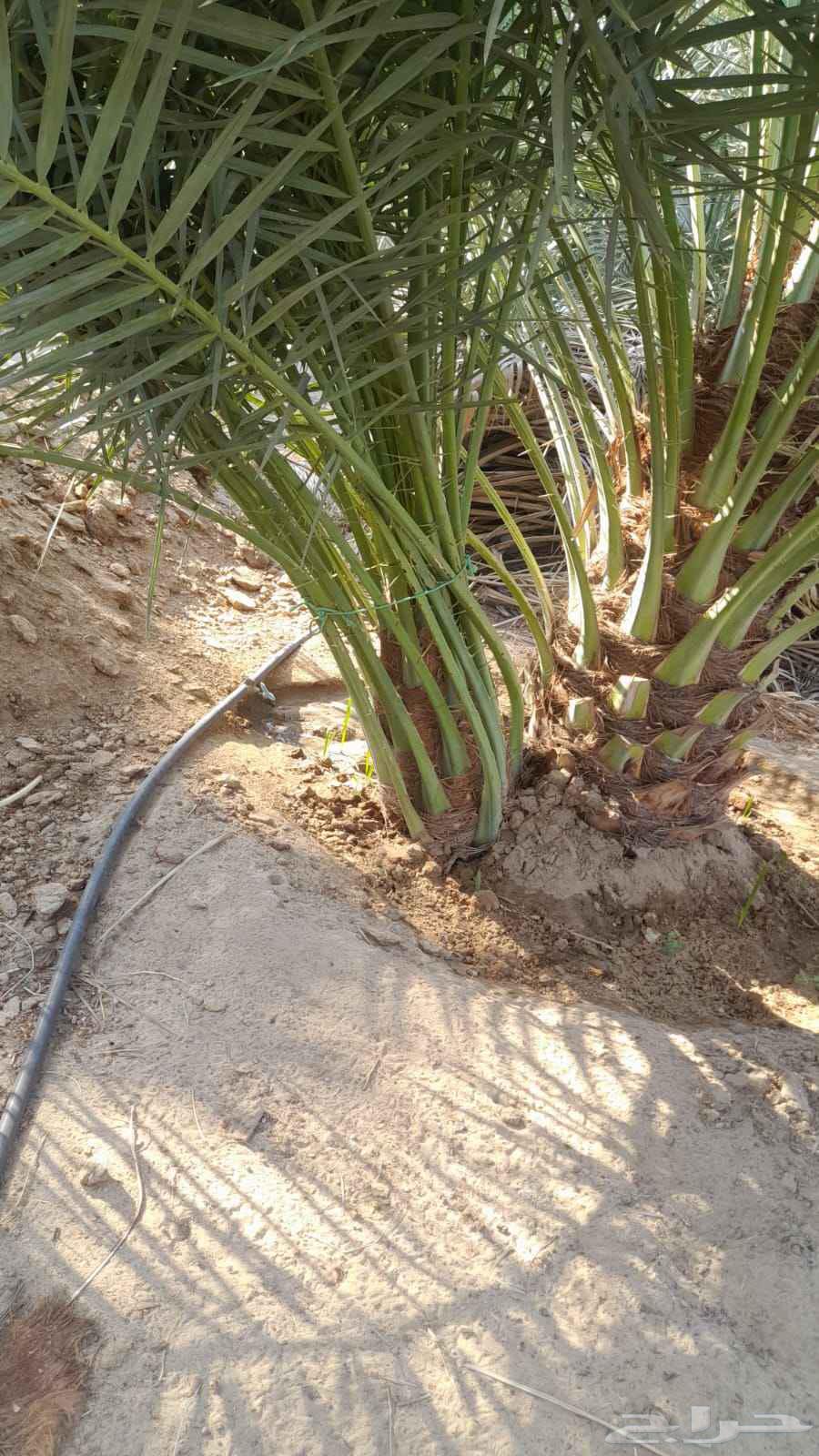 فسايل للبيع ب عيون الجواء وضواحيها64546206612225114