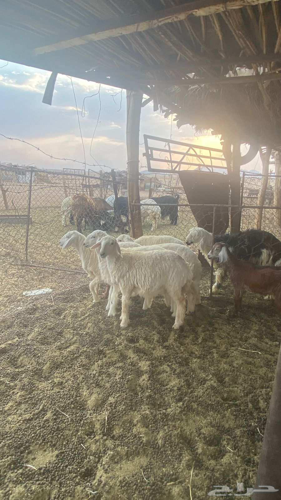 رخال حريات مقنوي64552434712067112