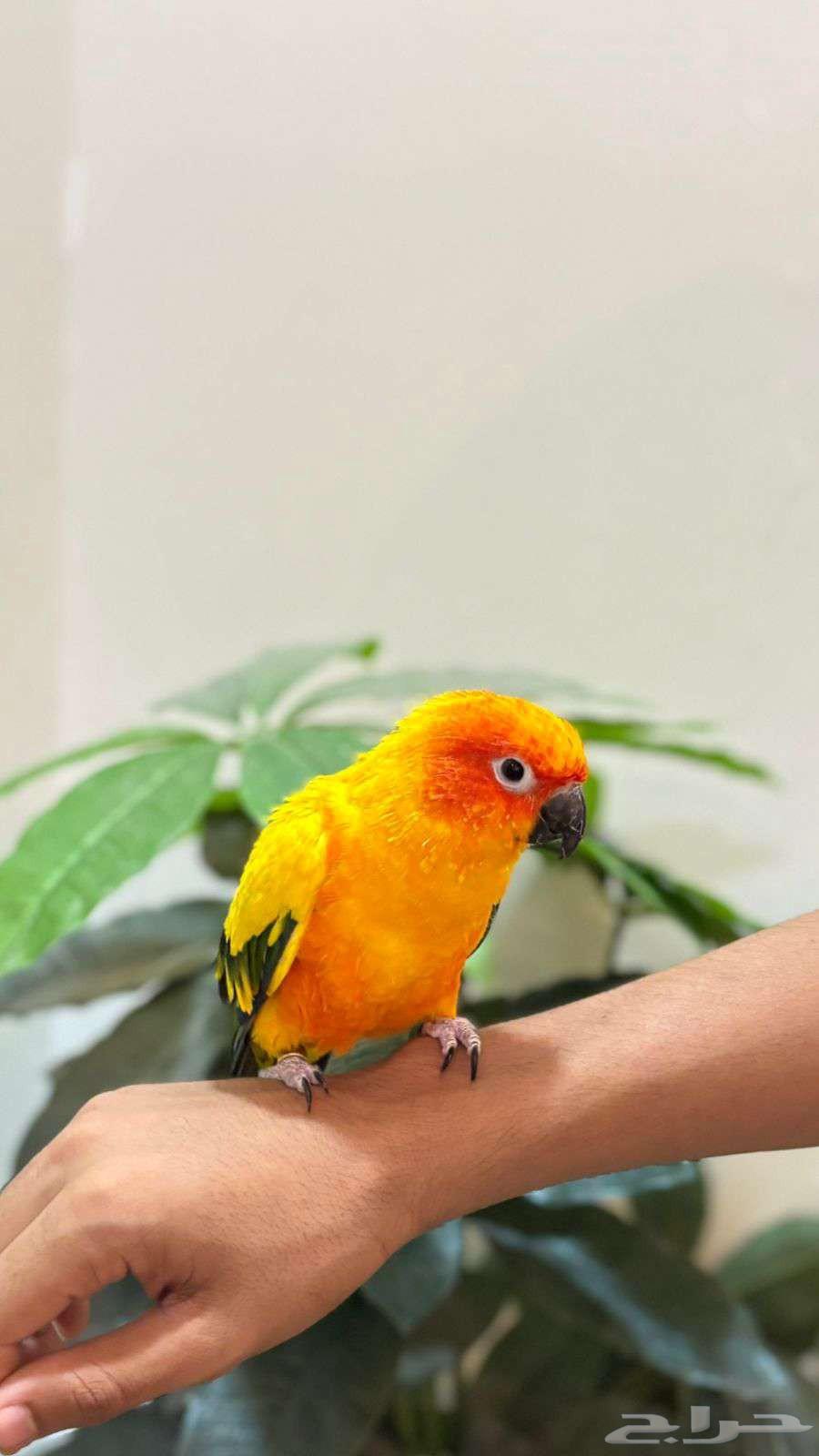 صن كنيور مفقود اليوم تاريخ20 سبتمبر حي النرجس64552105664514110