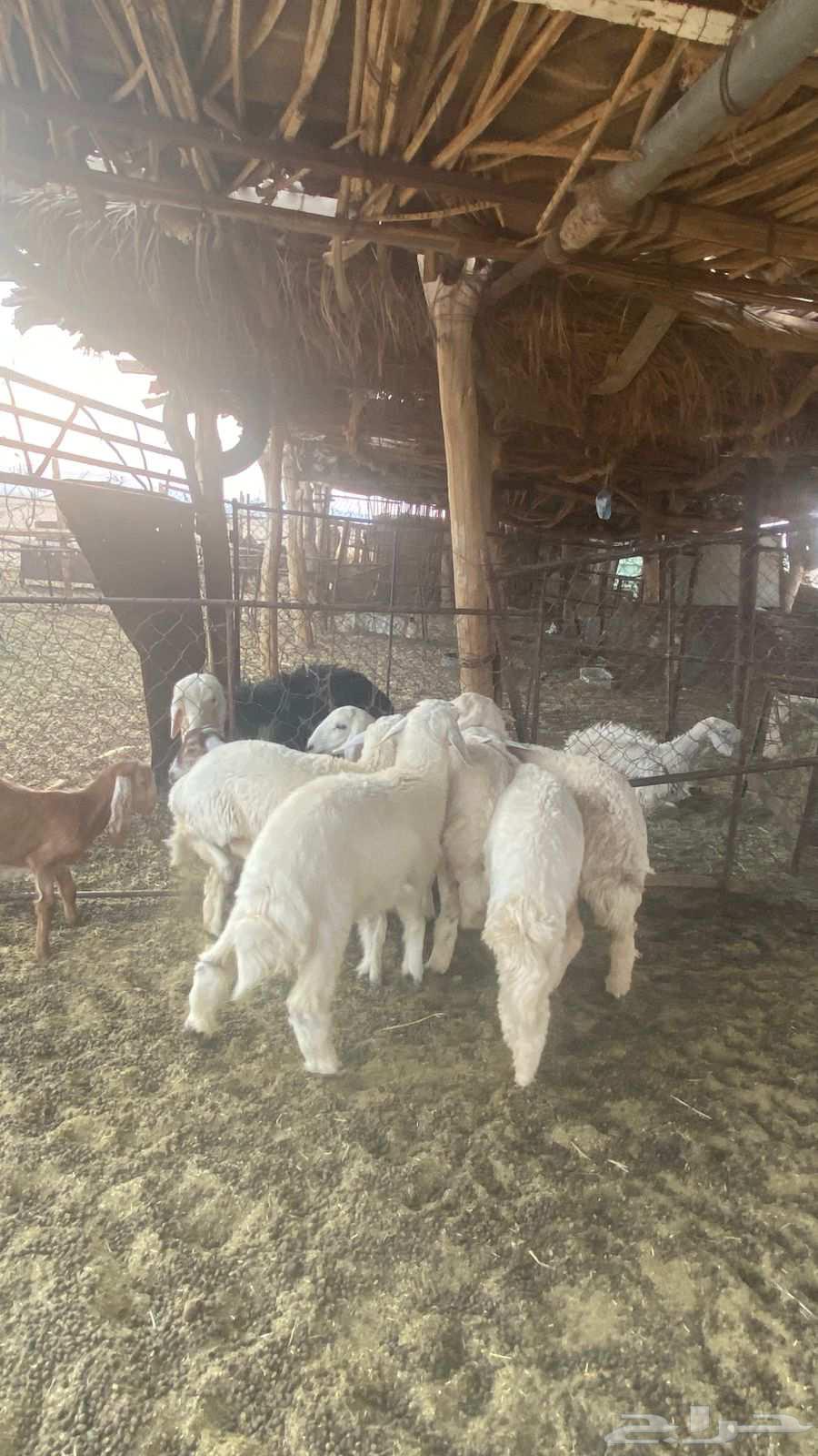 رخال حريات مقنوي64552434712067111