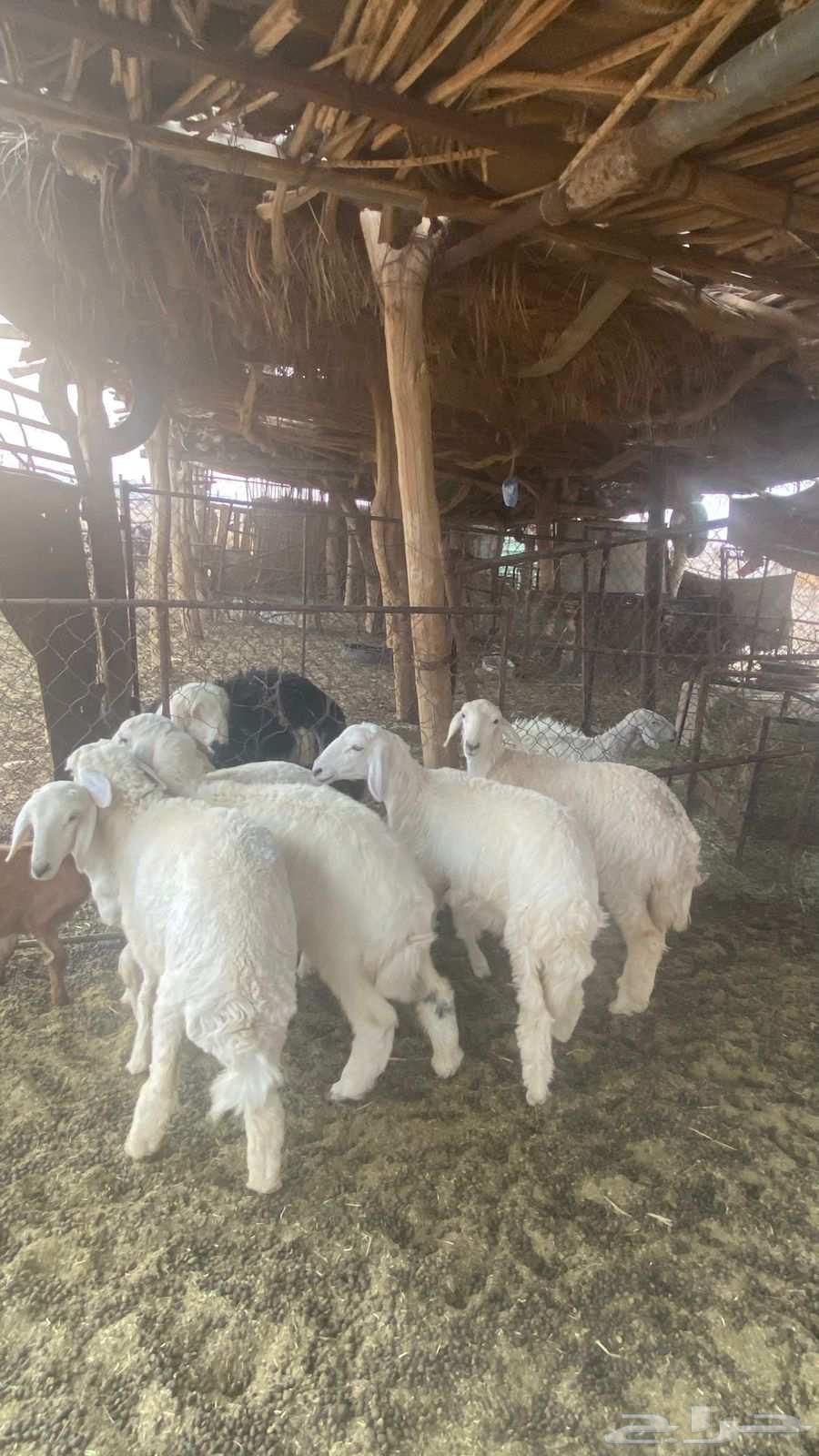 رخال حريات مقنوي64552434712067110