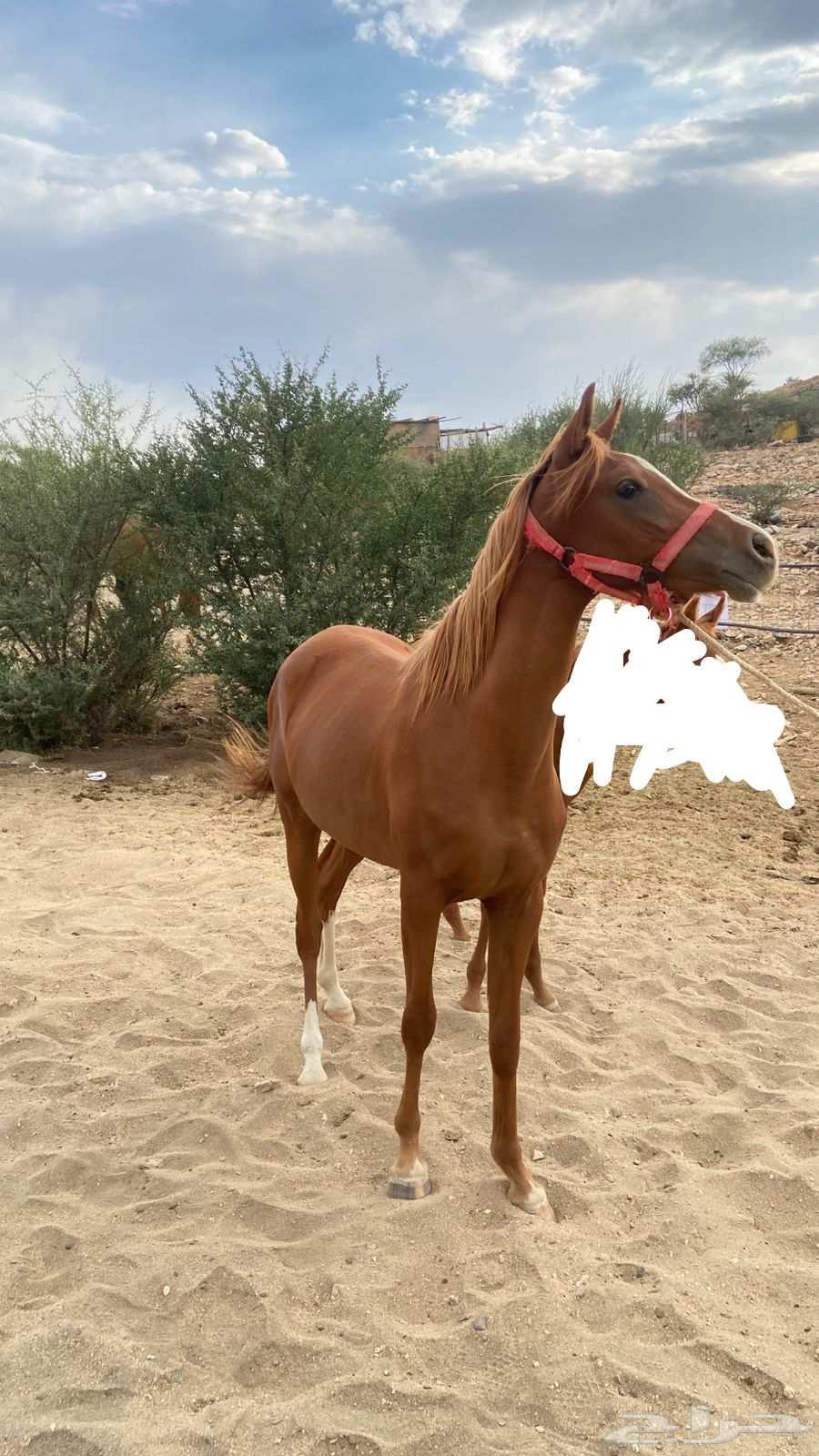 مهره شعبية للبيع64546623550722111