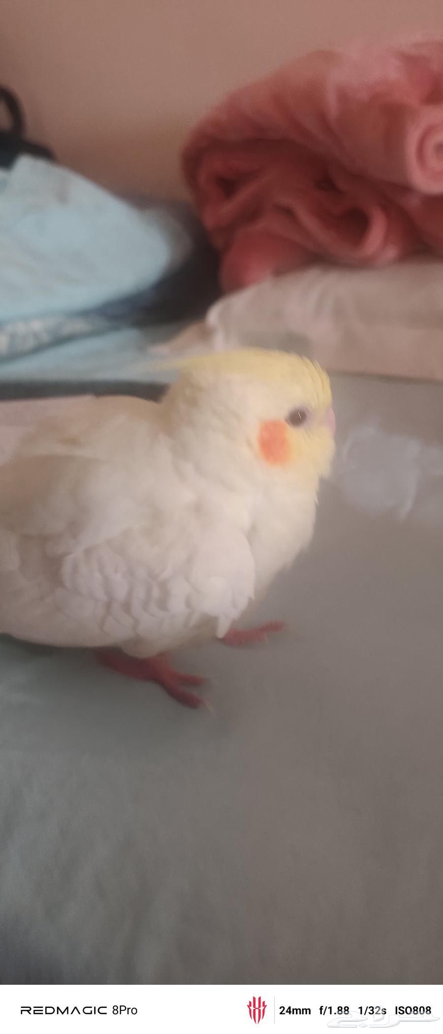 روز - طيور الحب - ببغاء - روز انثى - كروان لاتينو64545927650306114