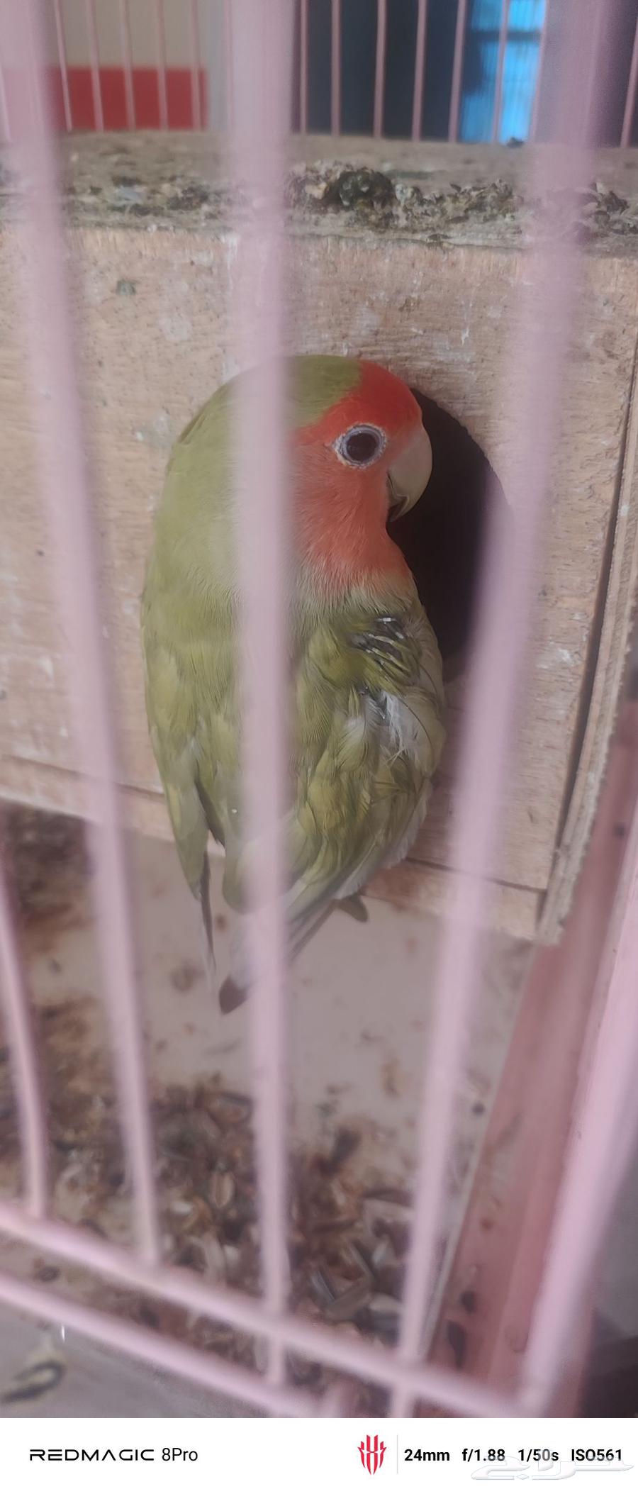 روز - طيور الحب - ببغاء - روز انثى - كروان لاتينو64545927650306110