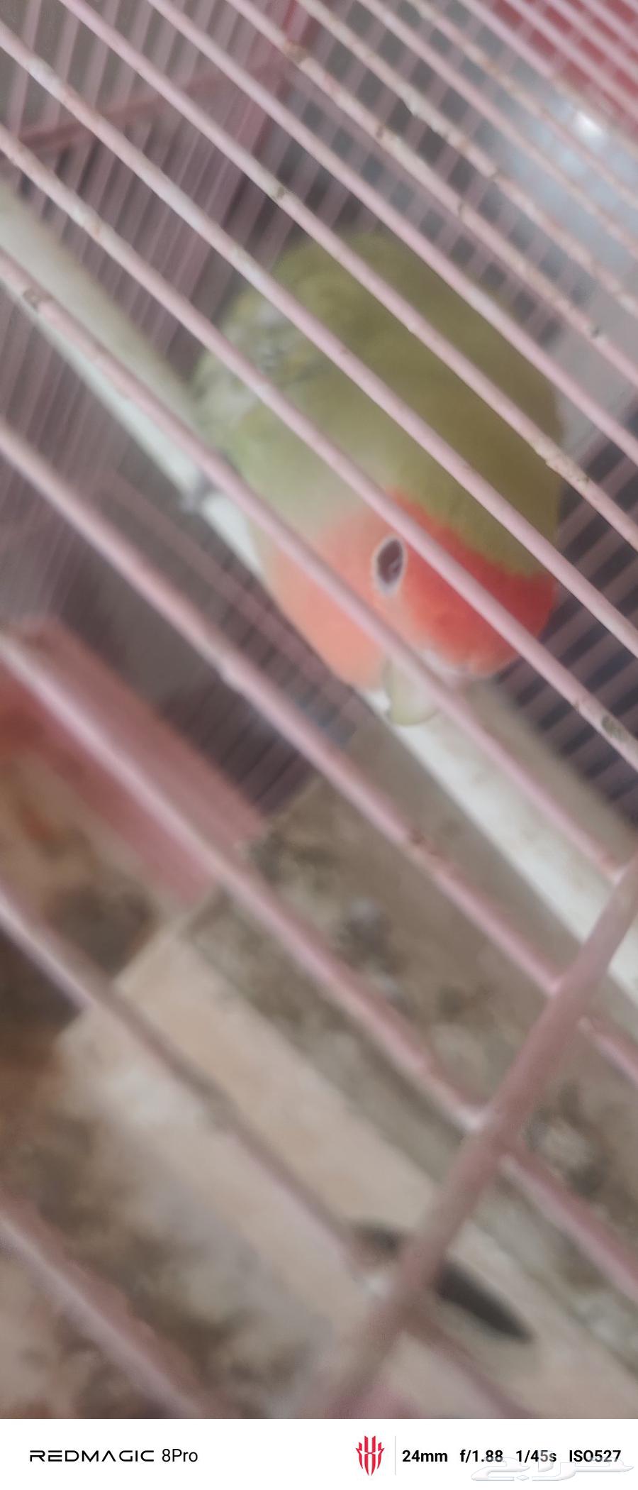 روز - طيور الحب - ببغاء - روز انثى - كروان لاتينو64545927650306113