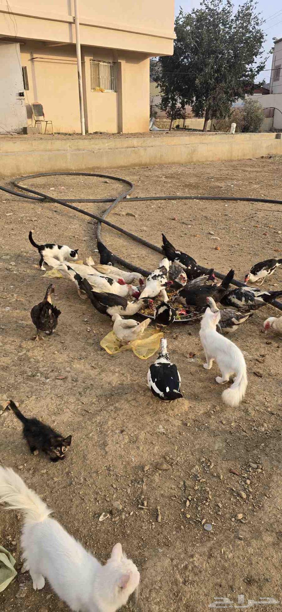 Duck for sale and two brahma chickens64544991092482111