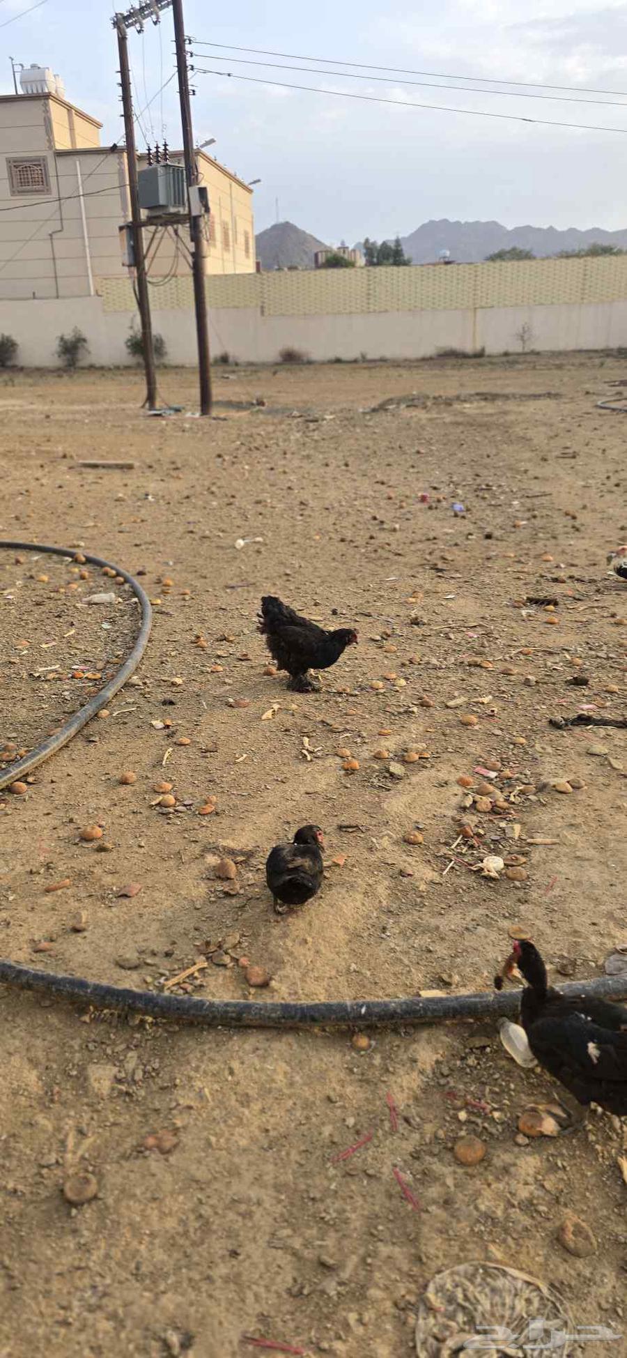 Duck for sale and two brahma chickens64544991092482112