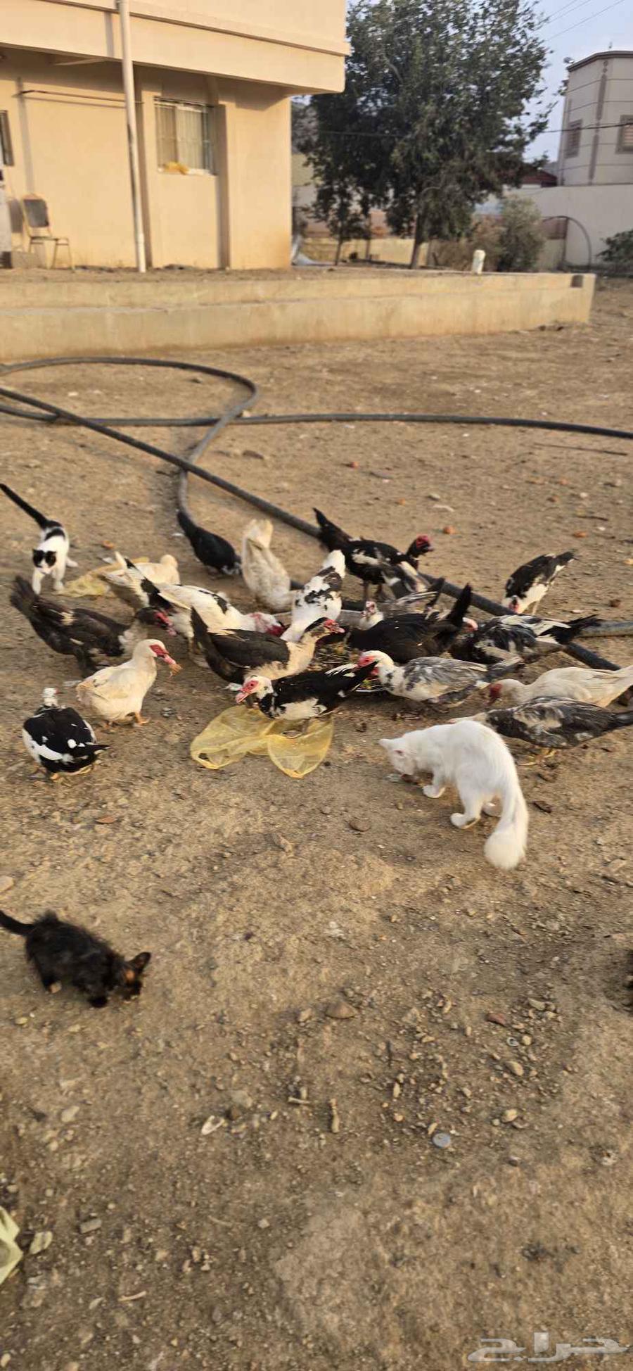 Duck for sale and two brahma chickens64544991092482110