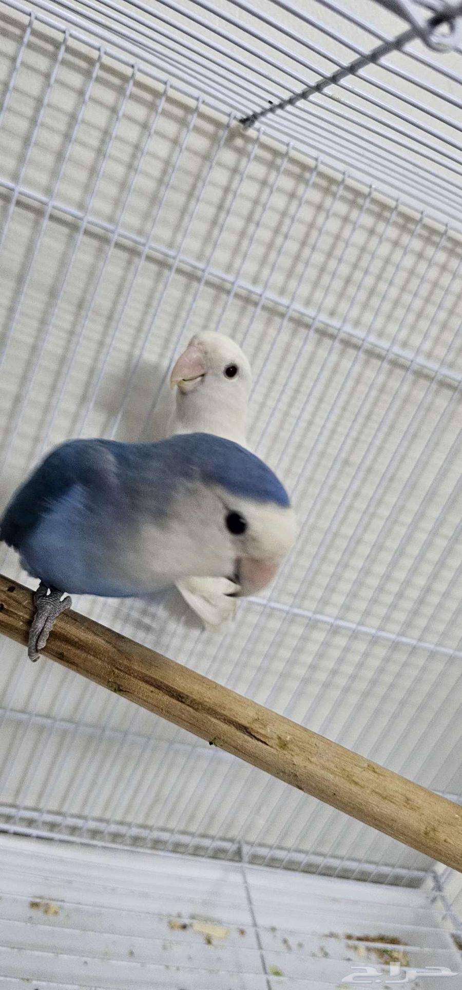 عصافير للبيع64548309123329112