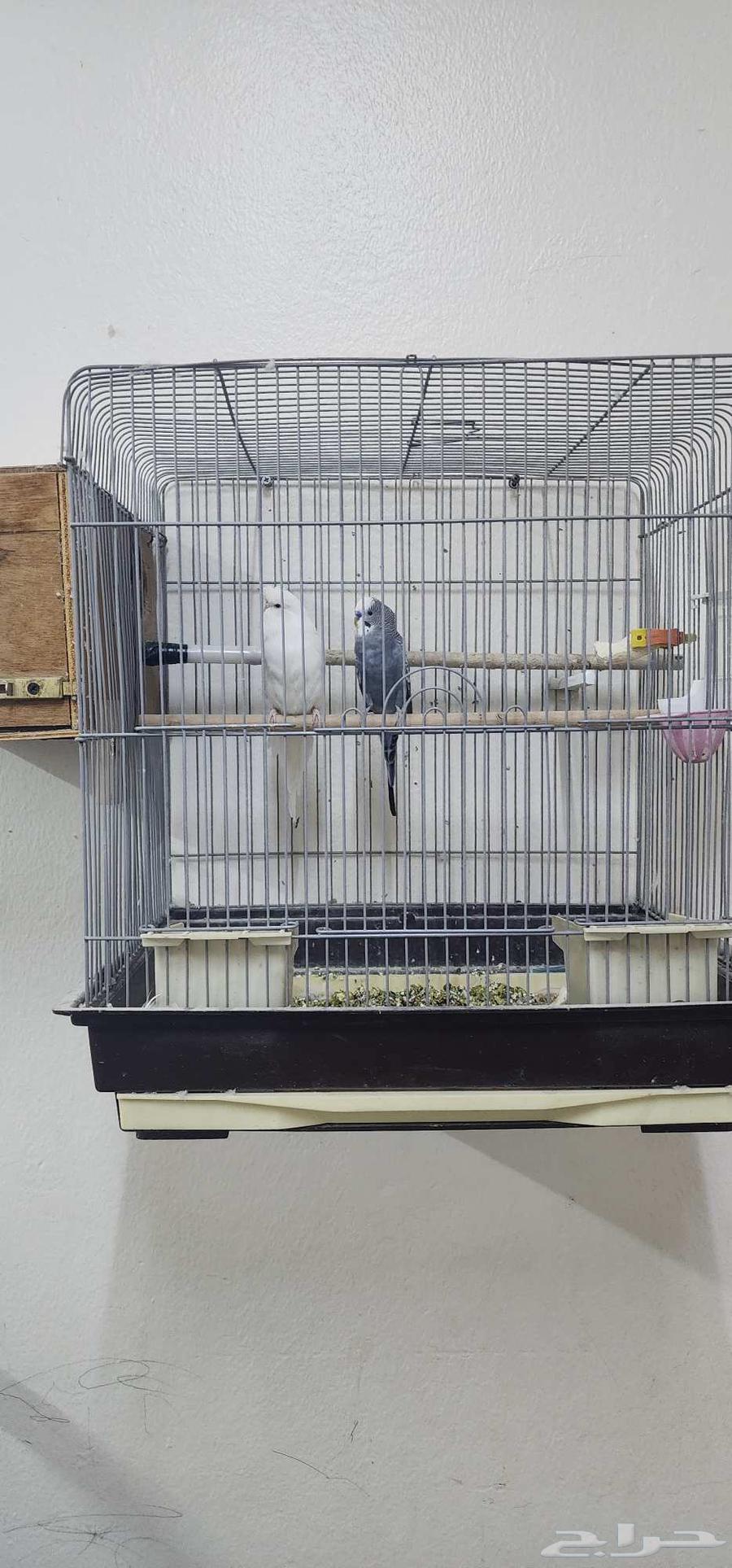 زوج عصافير الحب للبيع64548490860417114