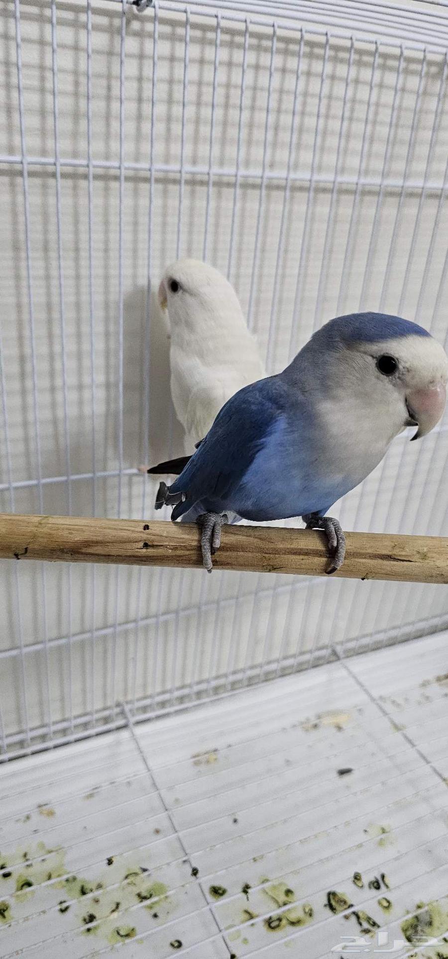 عصافير للبيع64548309123329110