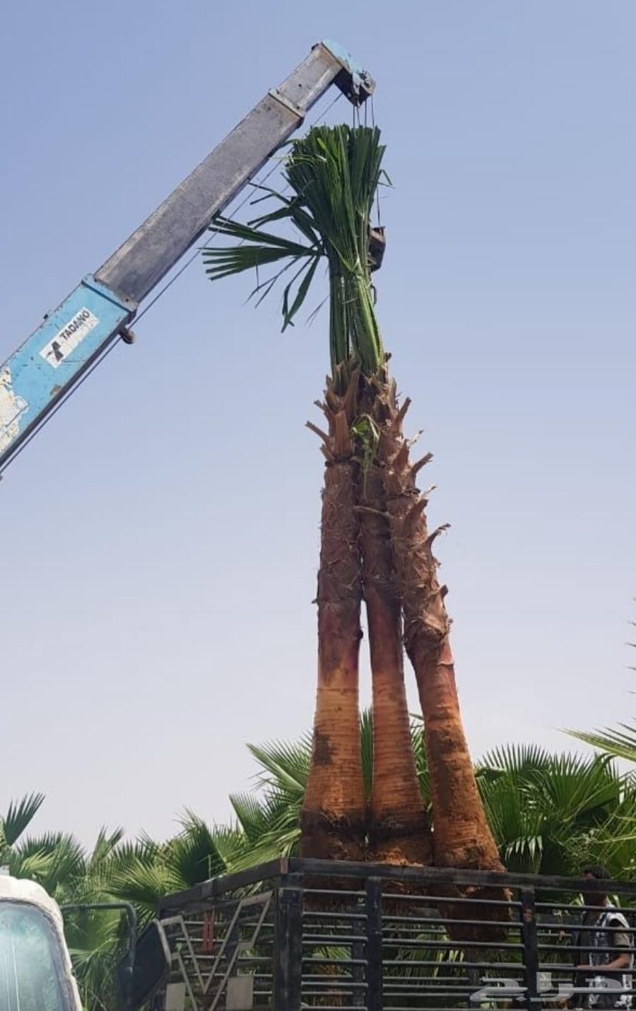 نخل واشنطني للبيع64547415836419113