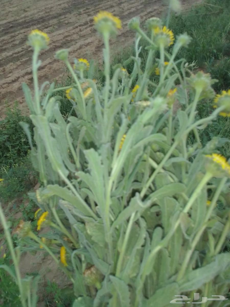 Saffron for sale, large bundle 10 riyals64550817662849110