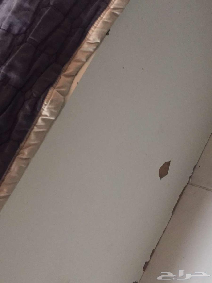 سرير نفر ابيض (عدد 3)64547138199939114