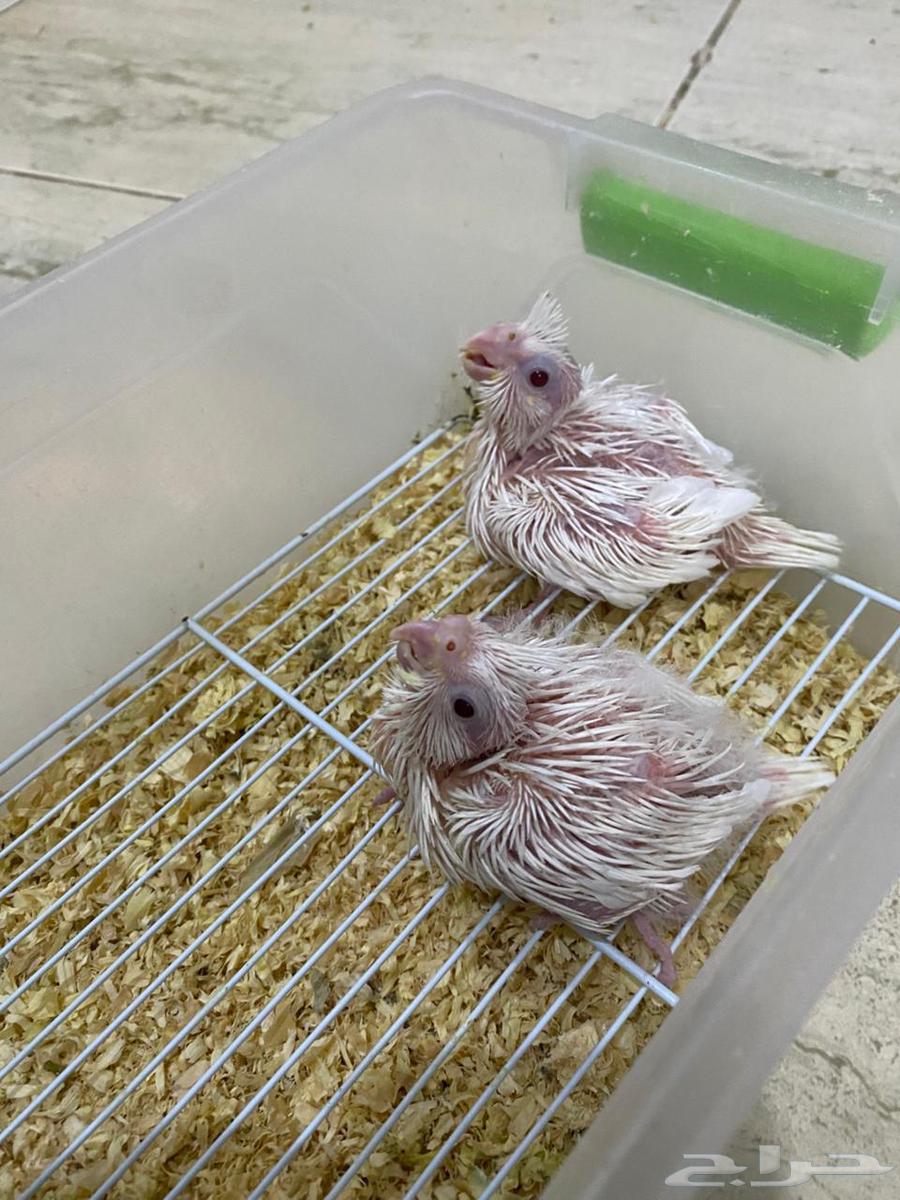 فروخ كروان البينو64545659268354111