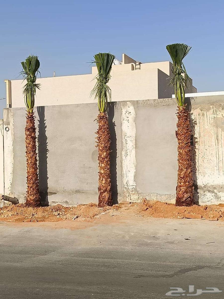 نخل واشنطن64552177705218110