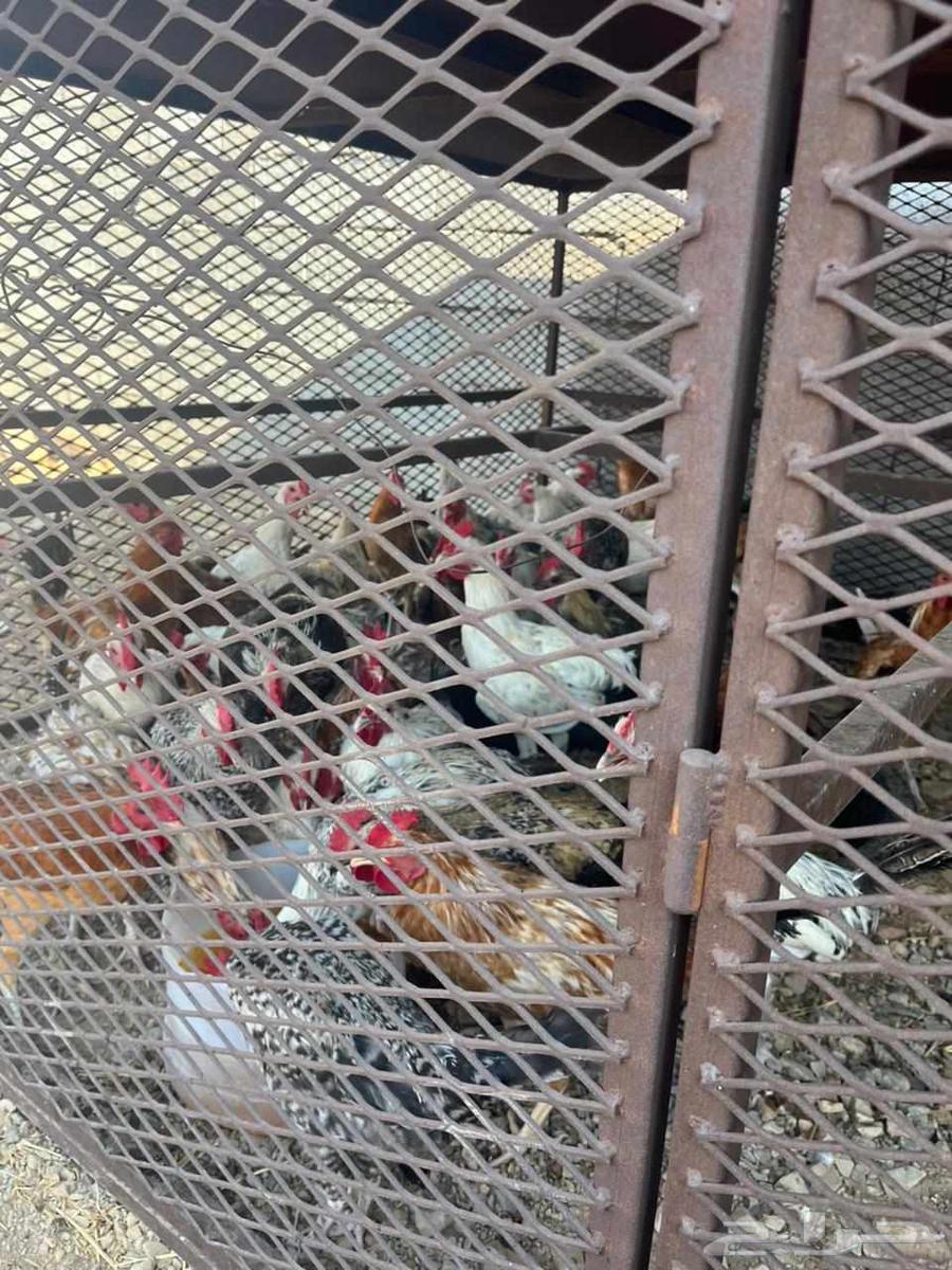 40 ديك للبيع64544241193986110