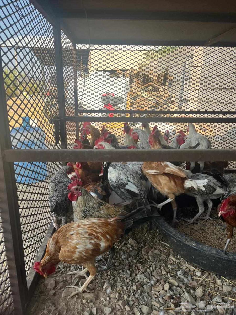 40 ديك للبيع64544241193986111