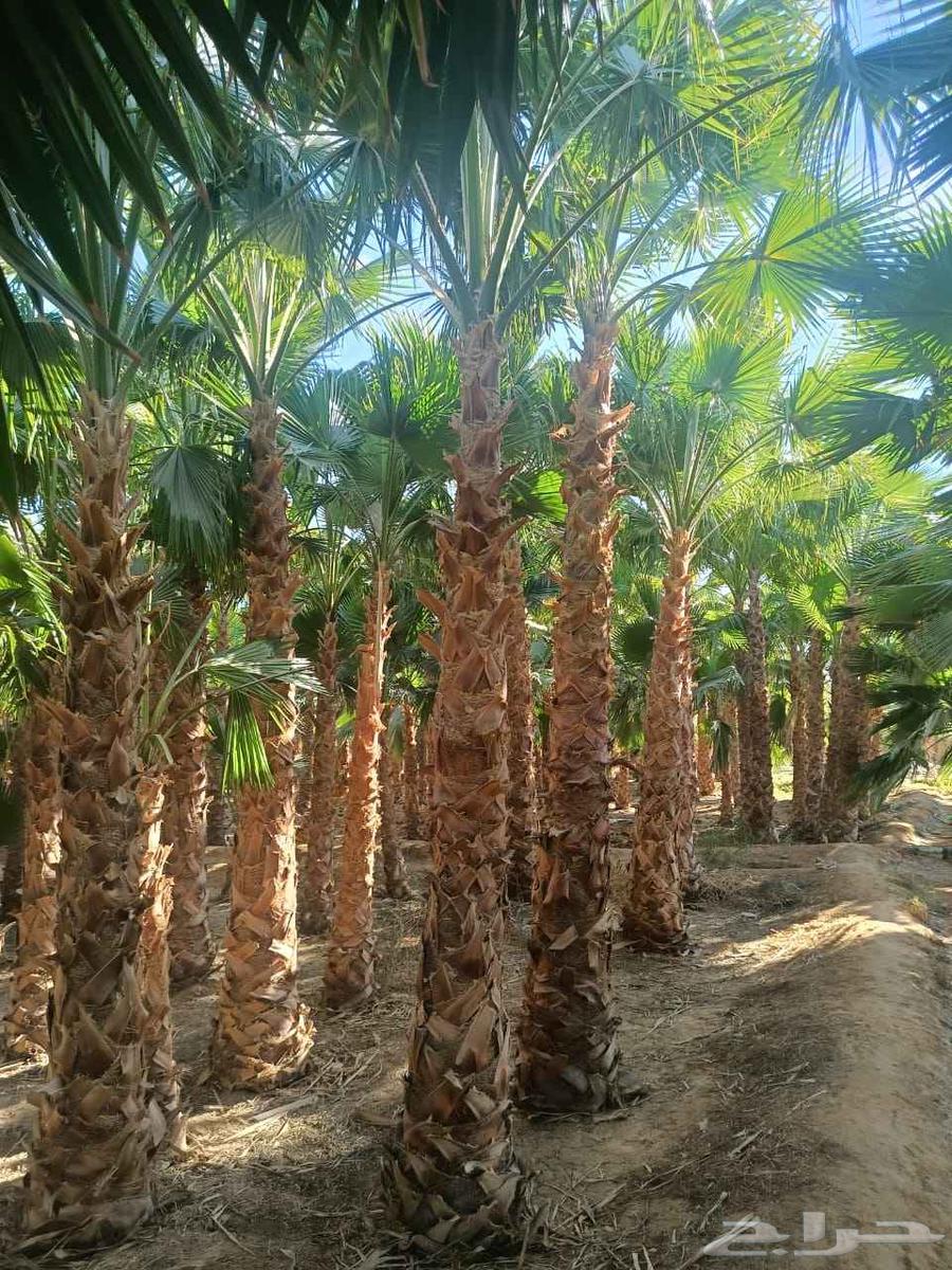 نخل واشنطن64552177705218113