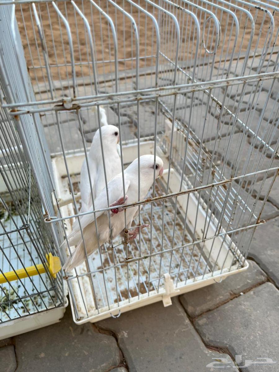 روز بينو للبيع64545245764737111