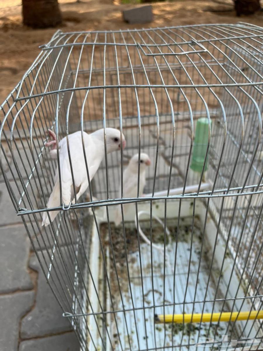 روز بينو للبيع64545245764737112