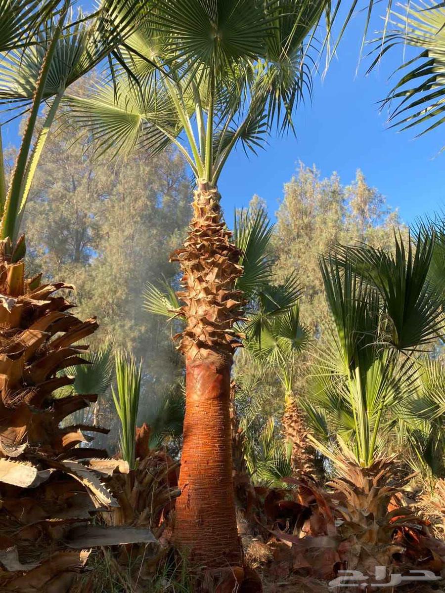 نخل وشنطني زينه امريكي للبيع64550429210625114